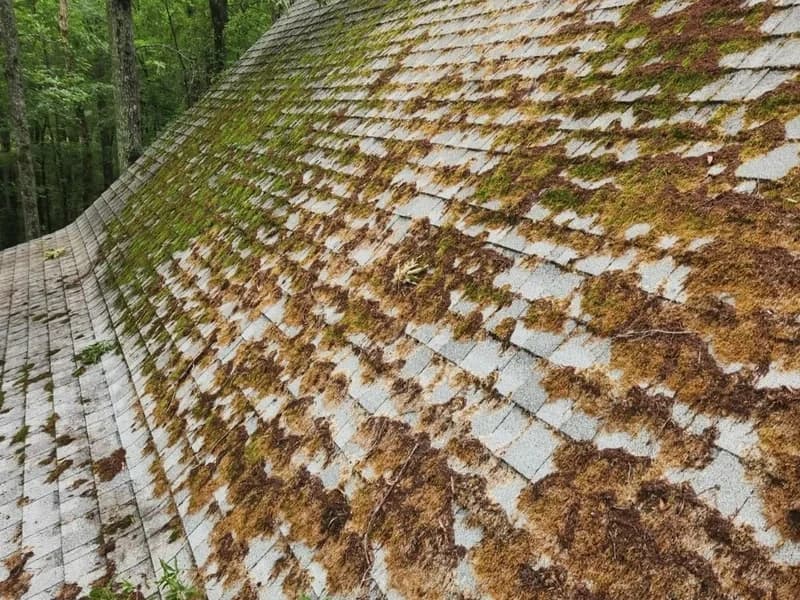 Before — Roof soft washing before and after — moss and lichen removal in Grimsby